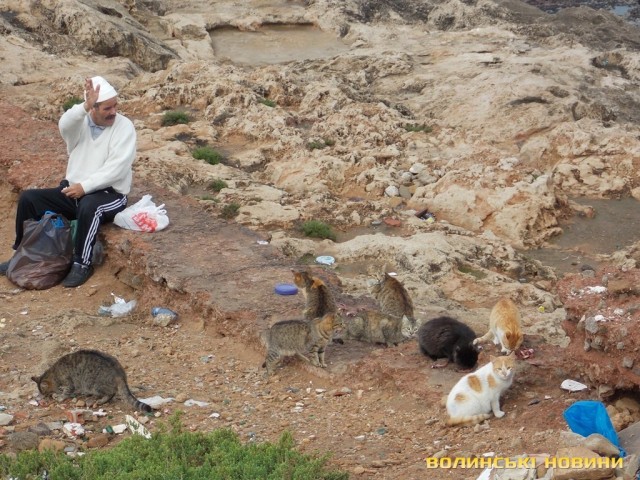 Коти і їх годувальники в Рабаті